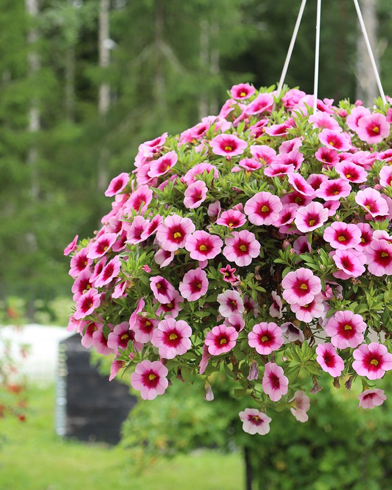 Miljoonakello Tiki Pink