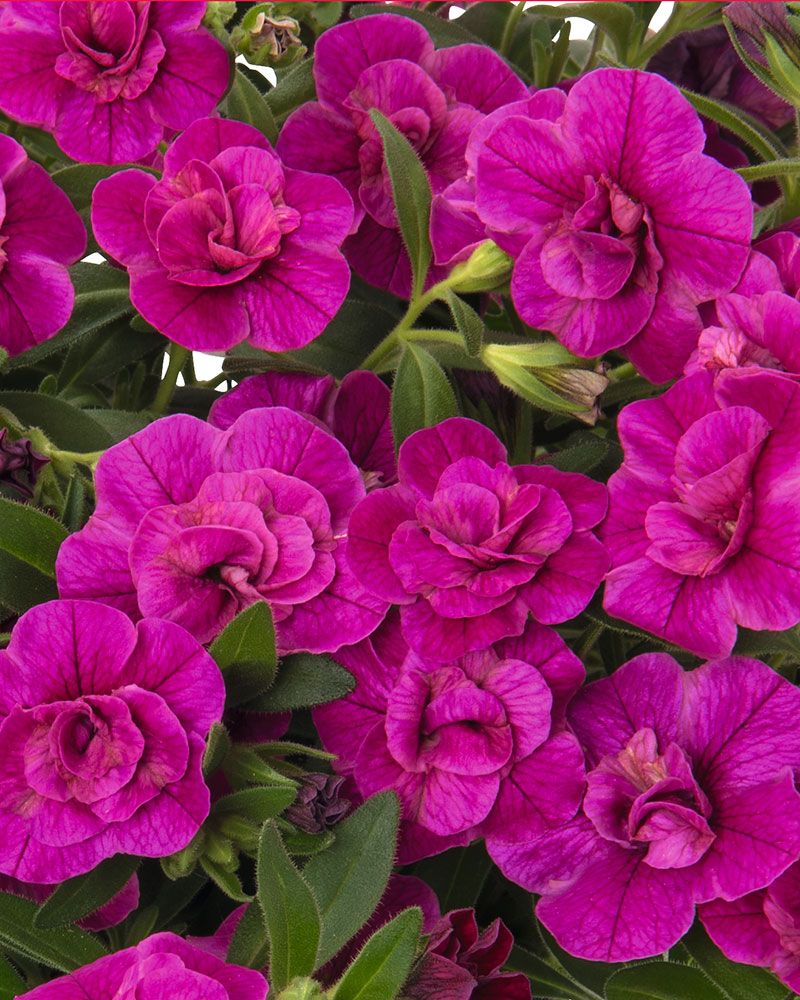 Kerrattu miljoonakello Double Purple