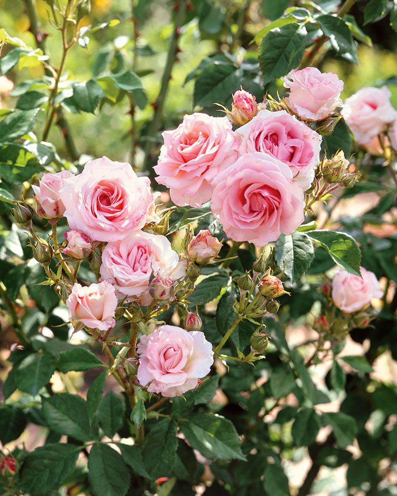 Pensasruusu Morden Blush
