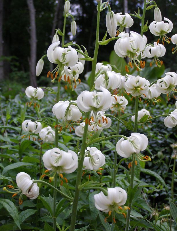 Marhanlilja mix 9 kpl