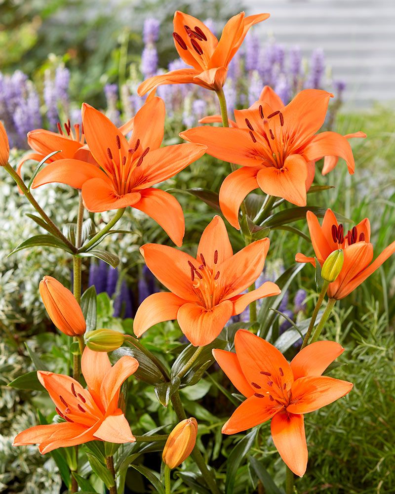 Värililja Orange Summer 10 kpl