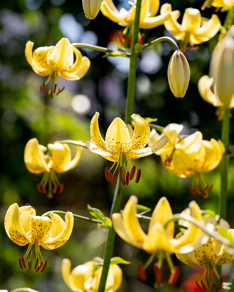 Marhanlilja Golden Morning 3 kpl