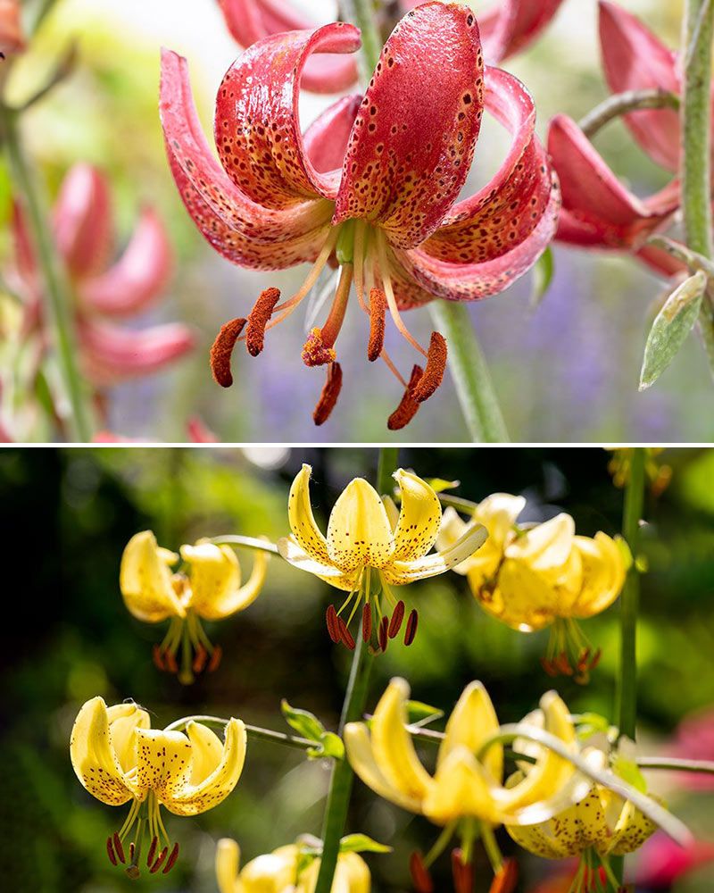 Marhanlilja mix 6 kpl