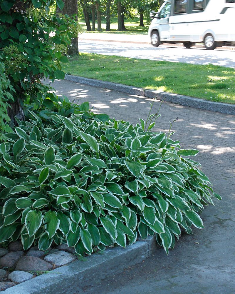Kuunlilja Albomarginata 3 kpl