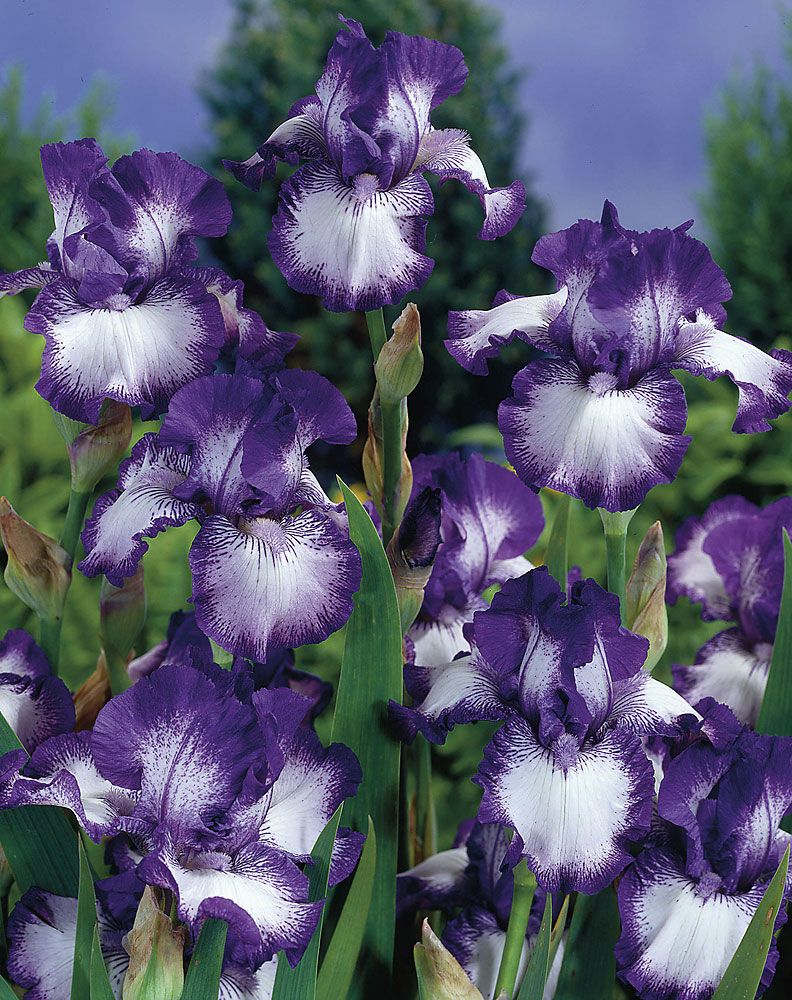 Purppurainen perennapenkki 18 kpl