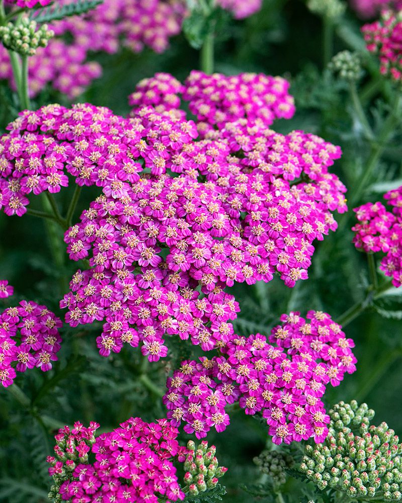 Punakärsämö Cerise Queen 5 kpl