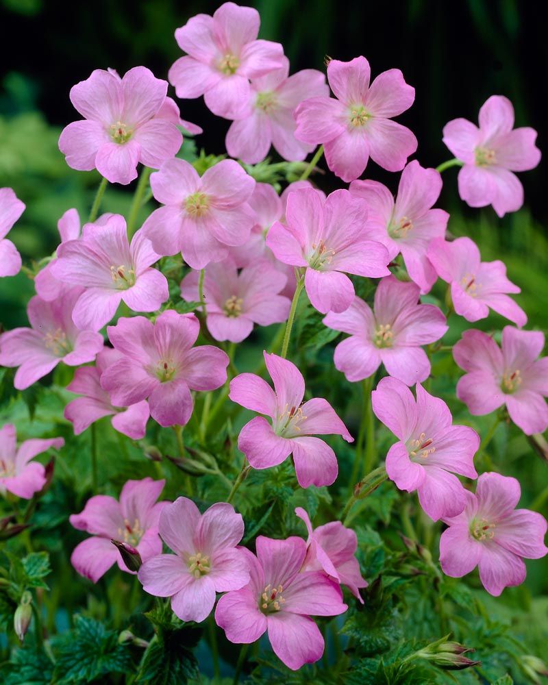 Espanjankurjenpolvi Wargrave Pink 3 kpl
