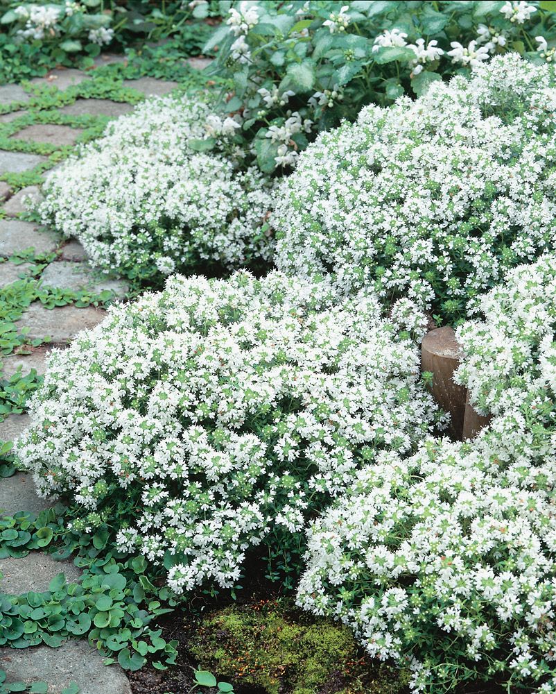 Ajuruoho Albiflorus 6 kpl