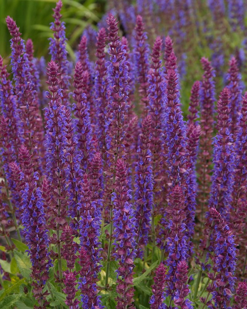 Lehtosalvia Ostfriesland