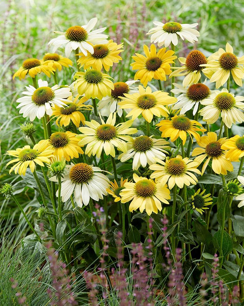 Kaunopunahattu Mellow Yellow 3 kpl
