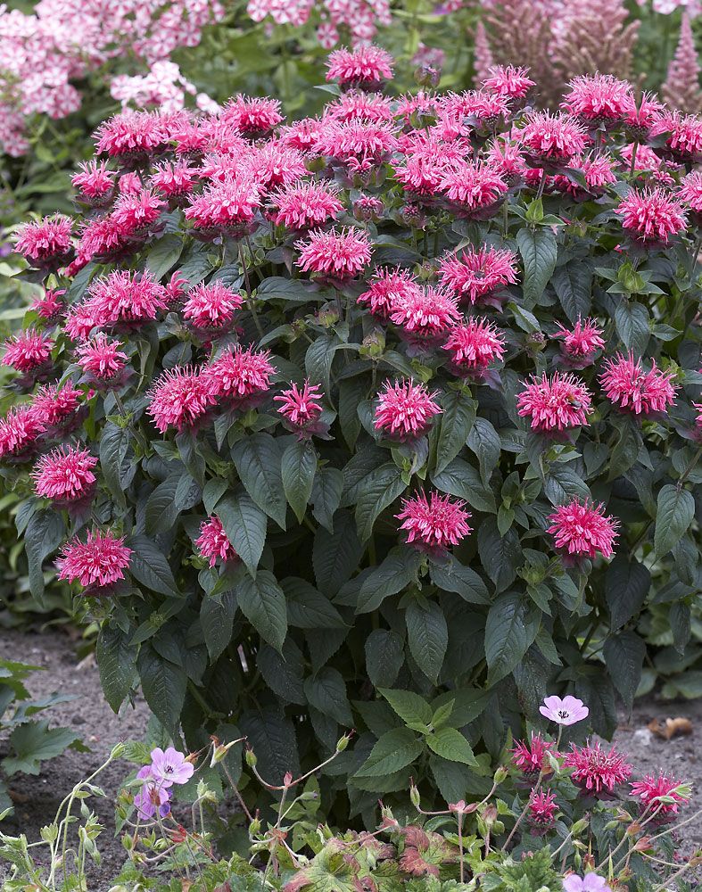 Punaväriminttu Pink Lace 3 kpl