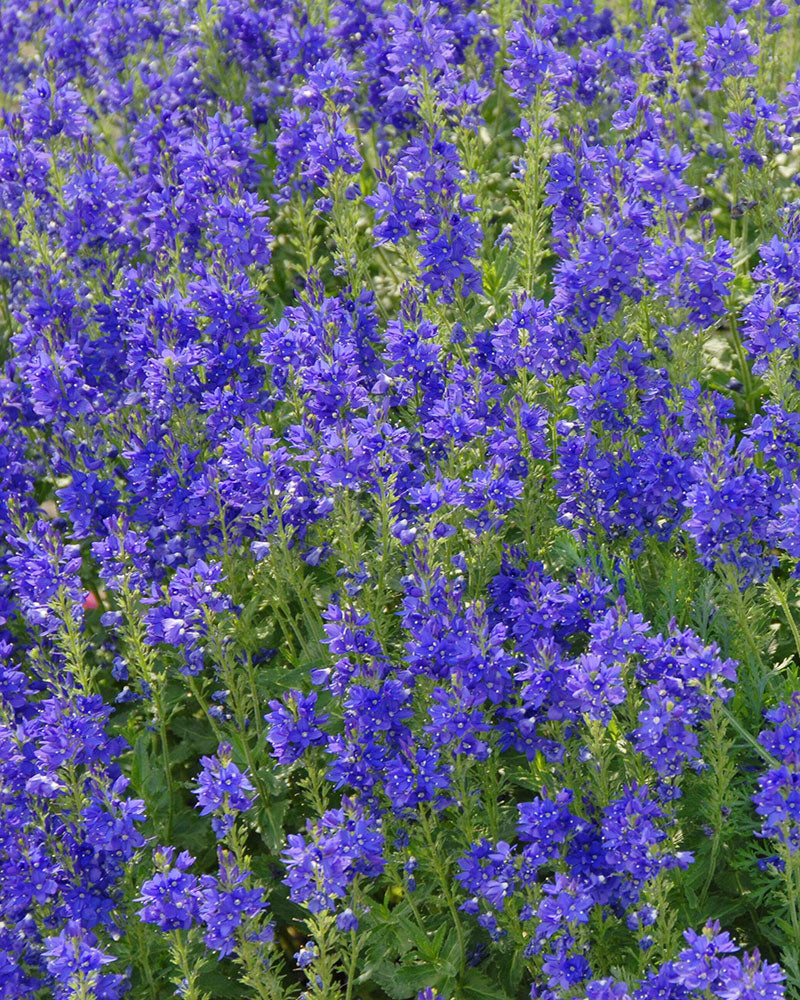 Kesäperhonen 2 -perennapenkki syyssipuleilla
