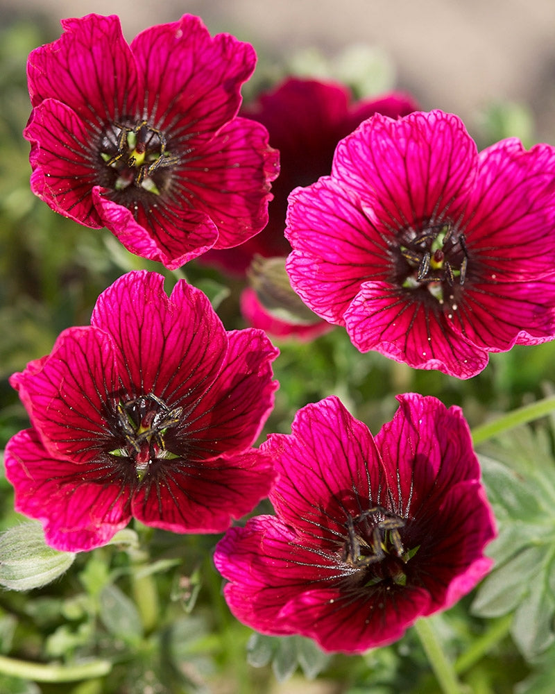 Harmaakurjenpolvi Jolly Jewel Purple 3 kpl