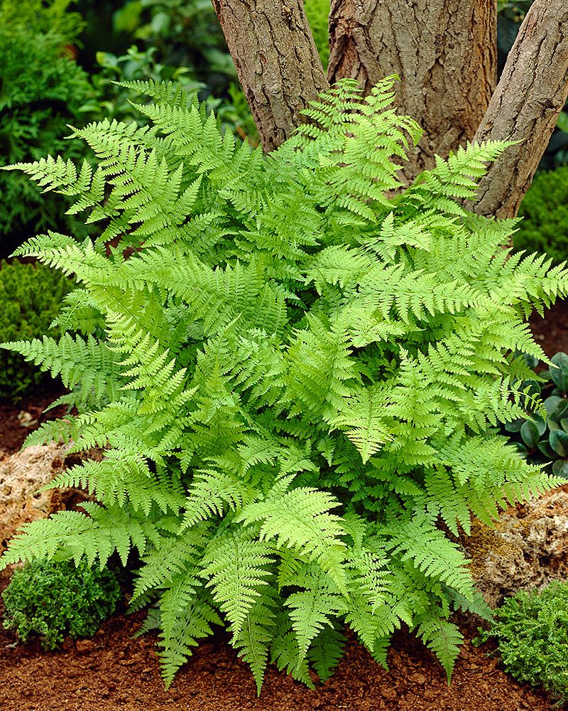 Metsäpuutarha -perennapenkki 9 kpl