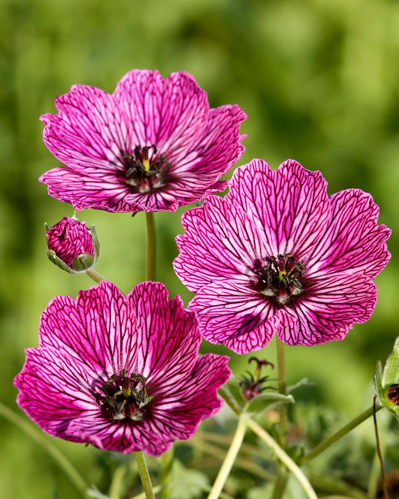 Harmaakurjenpolvi Jolly Jewel Lilac 3 kpl
