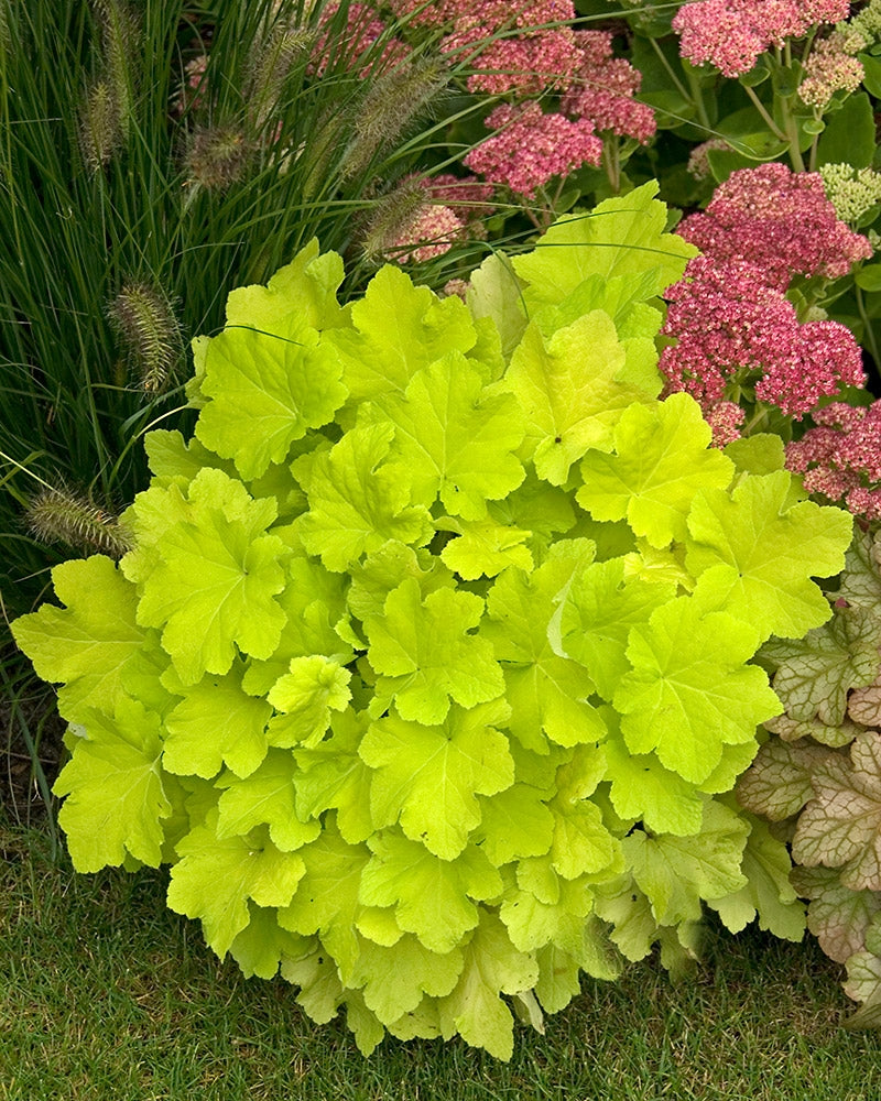 Keijunkukka Citronelle 3 kpl