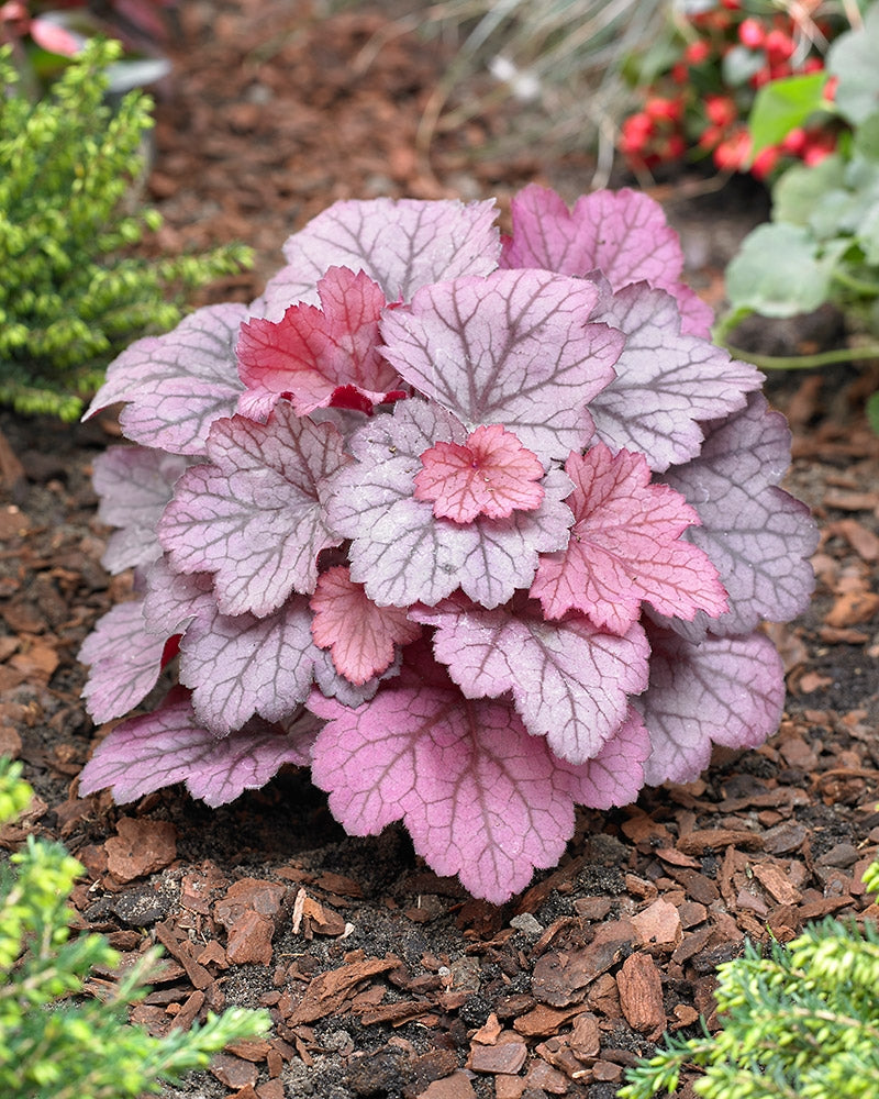 Keijunkukka Georgia Plum 3 kpl