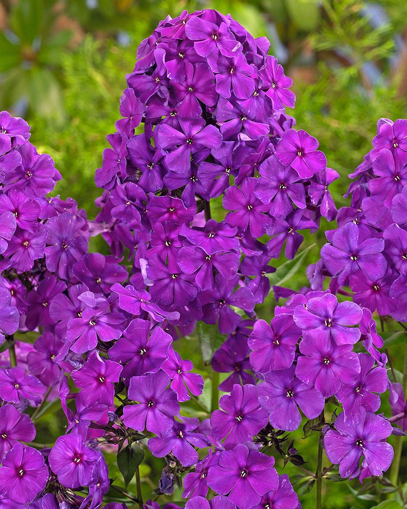 Kesälempi-perennapenkki syyssipuleilla 108 kpl