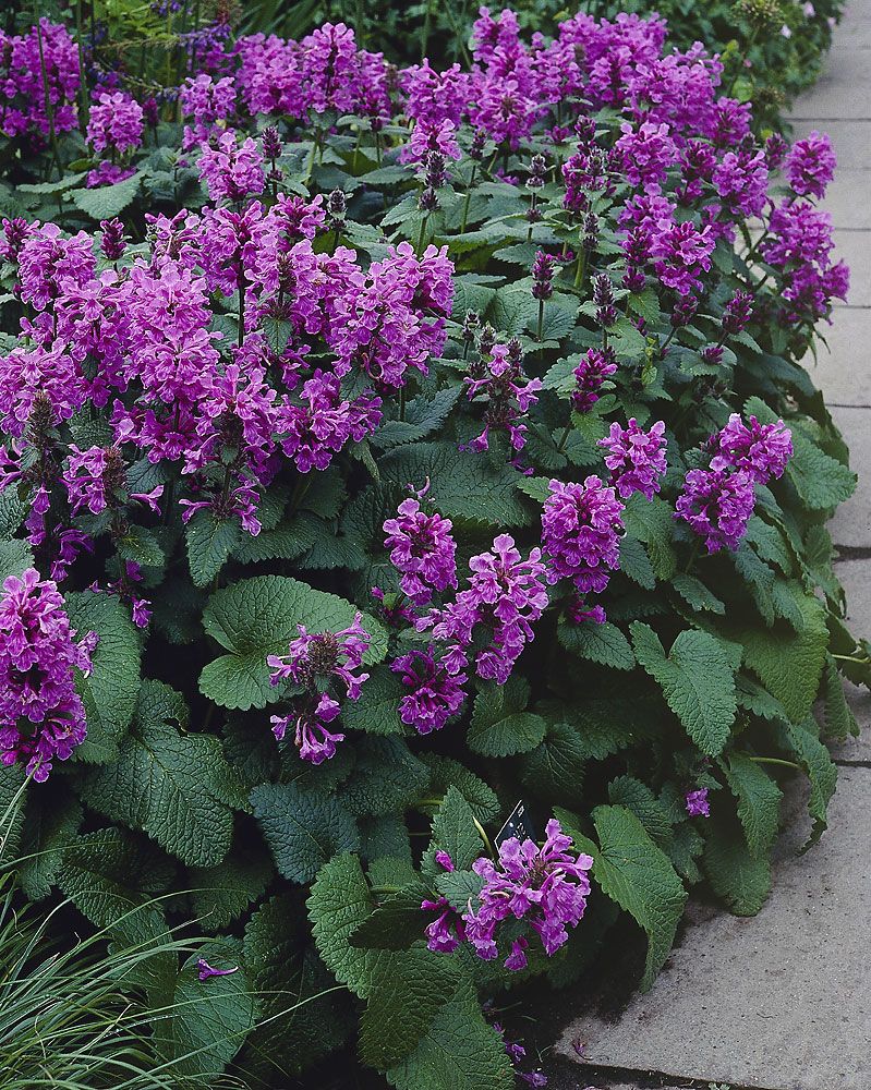 Iltarusko perennapenkki 34 kpl