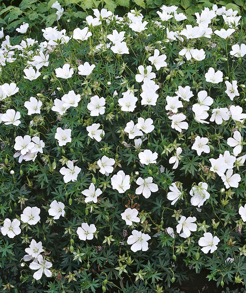 Kesälempi-perennapenkki 18 kpl