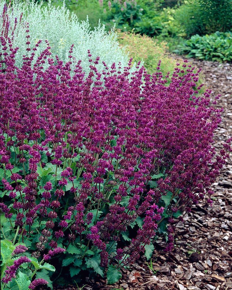 Salvia mix 6 kpl