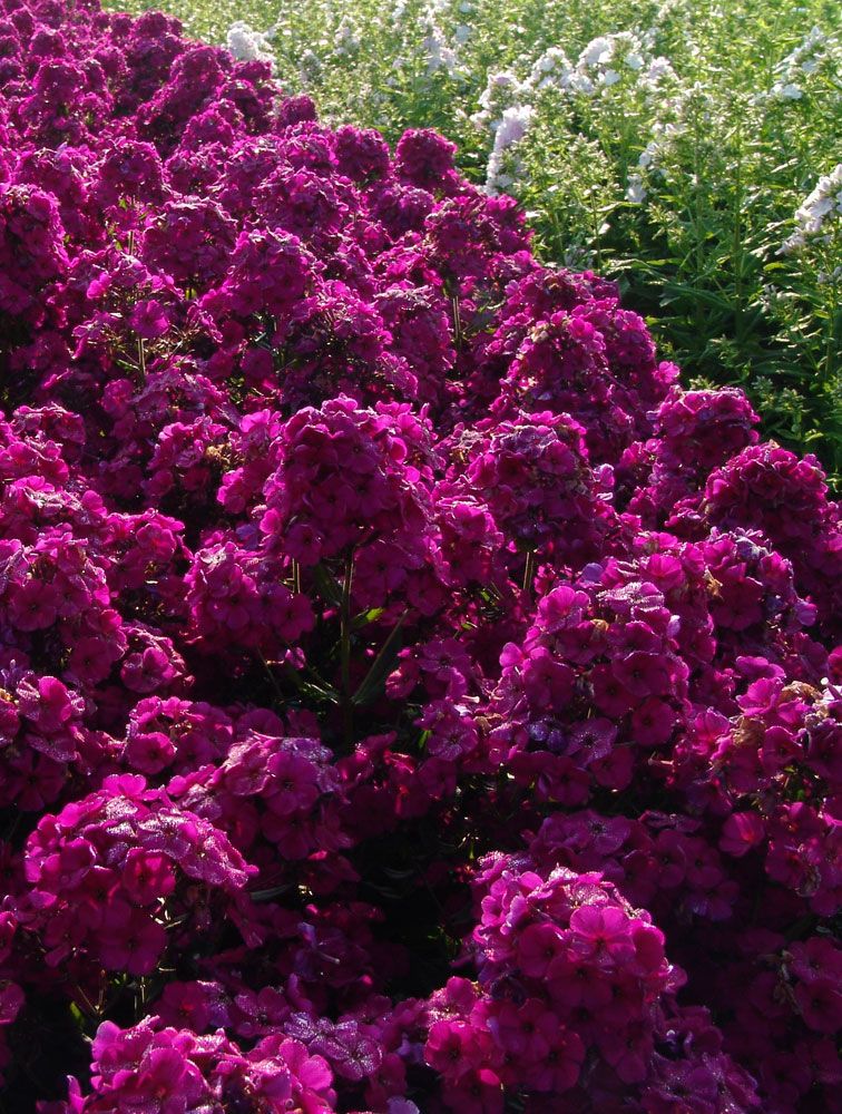 Purppurakaunotar-perennapenkki 24 kpl