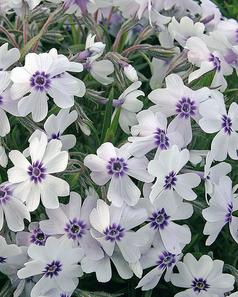 Purppurainen perennapenkki 18 kpl