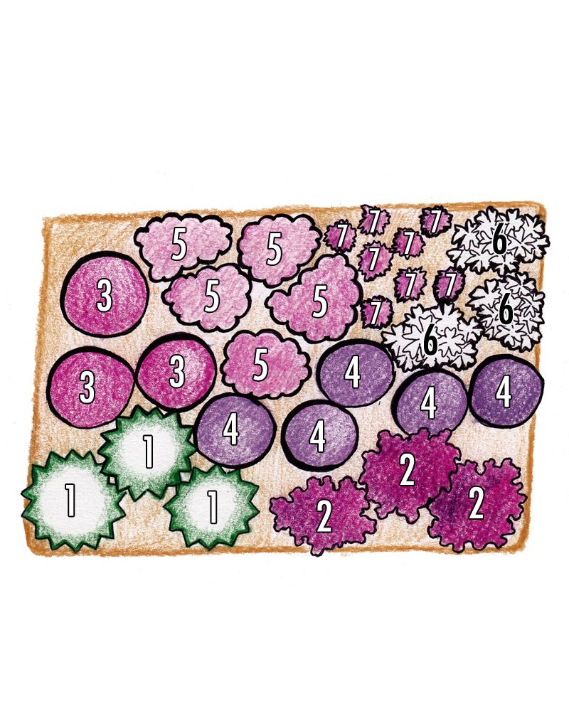 Purppurailta 3 -perennapenkki 23 kpl