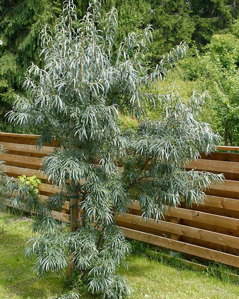 Tyrni Tarmo (poika)