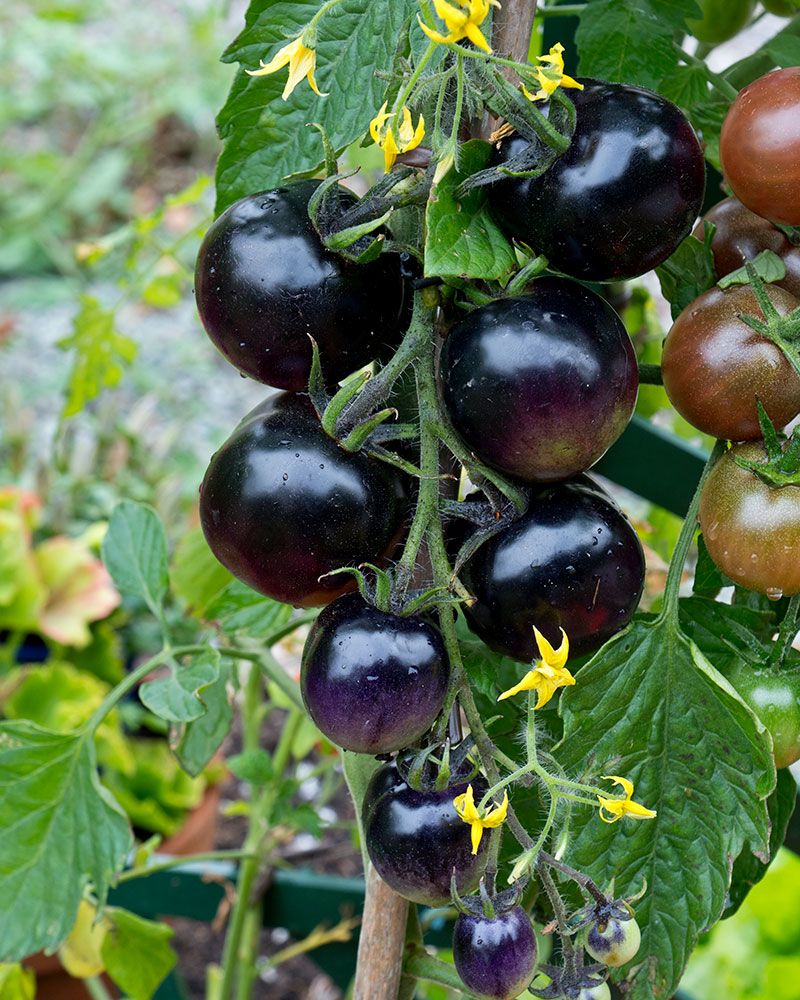 Värikäs tomaatti mix 3 kpl