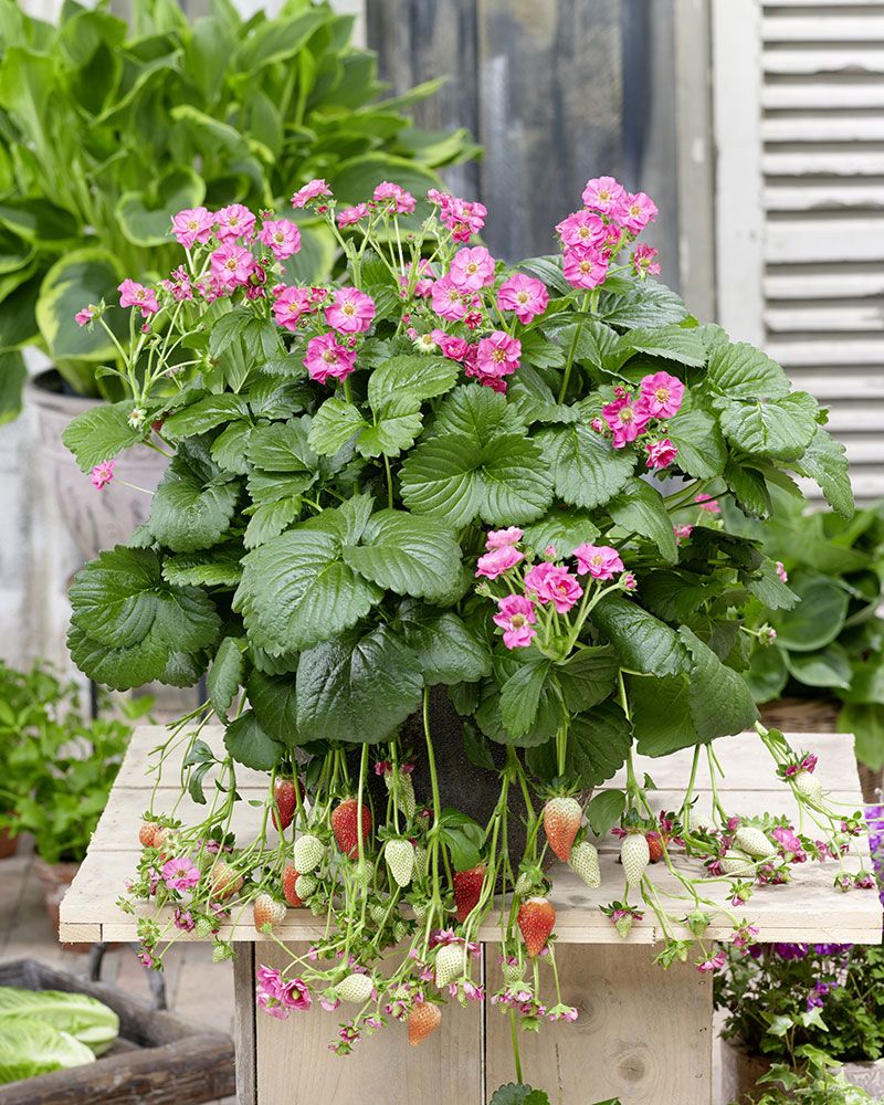Mansikka Summer Breeze Pink 3 kpl