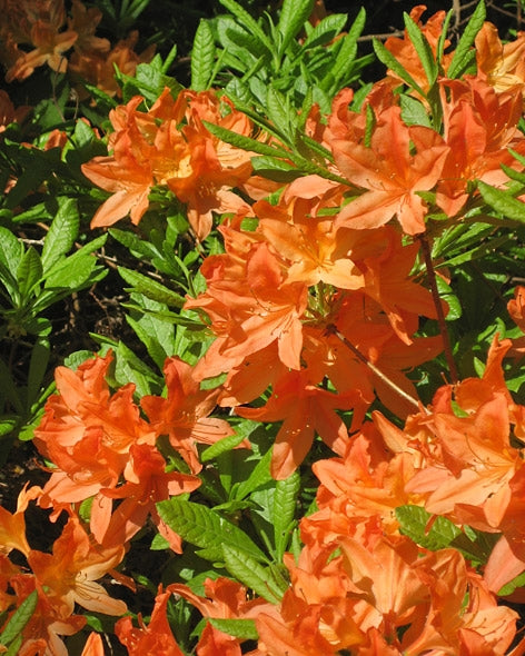 Revontuliatsalea Mandarin Lights