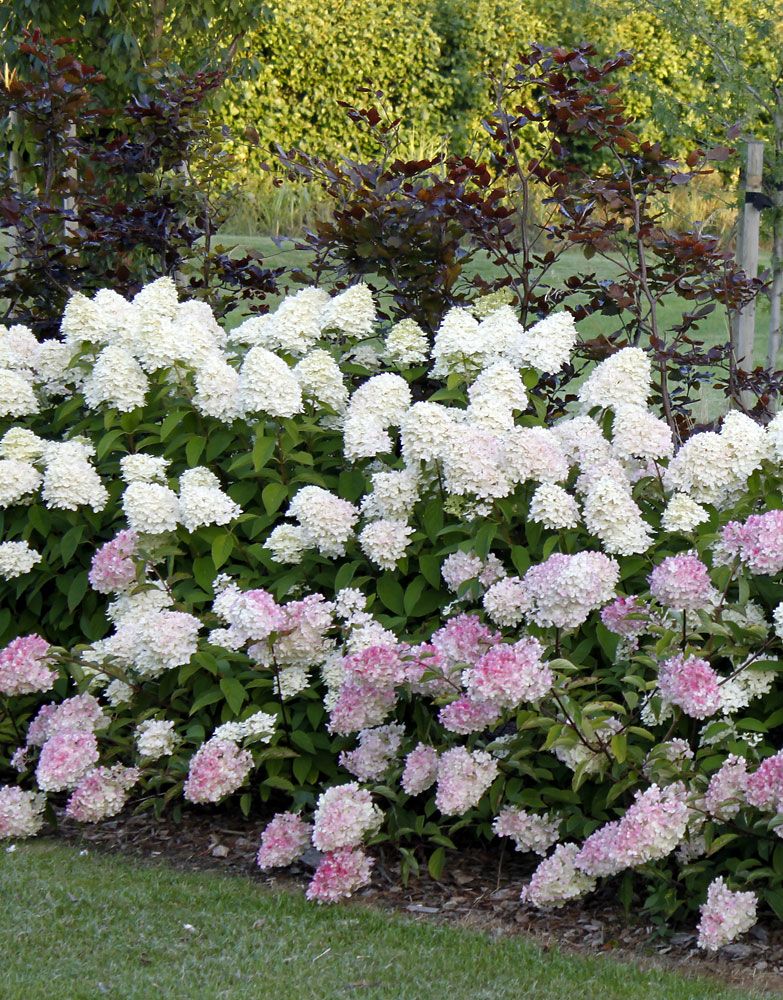 Japaninhortensia Vanille Fraise 3 litran taimi
