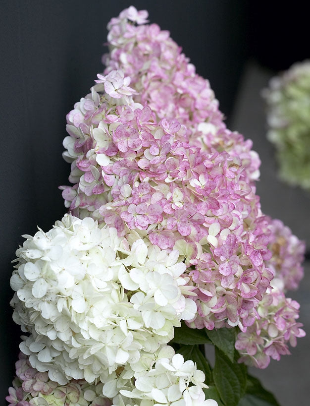 Japaninhortensia Vanille Fraise