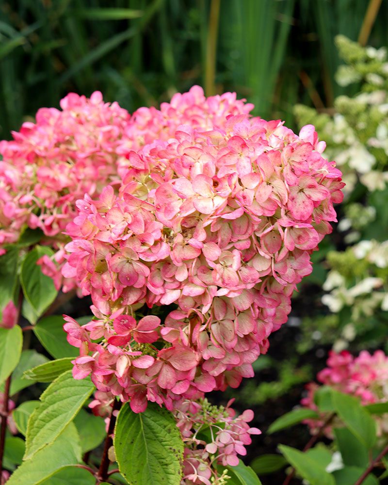 Japaninhortensia Diamant Rouge