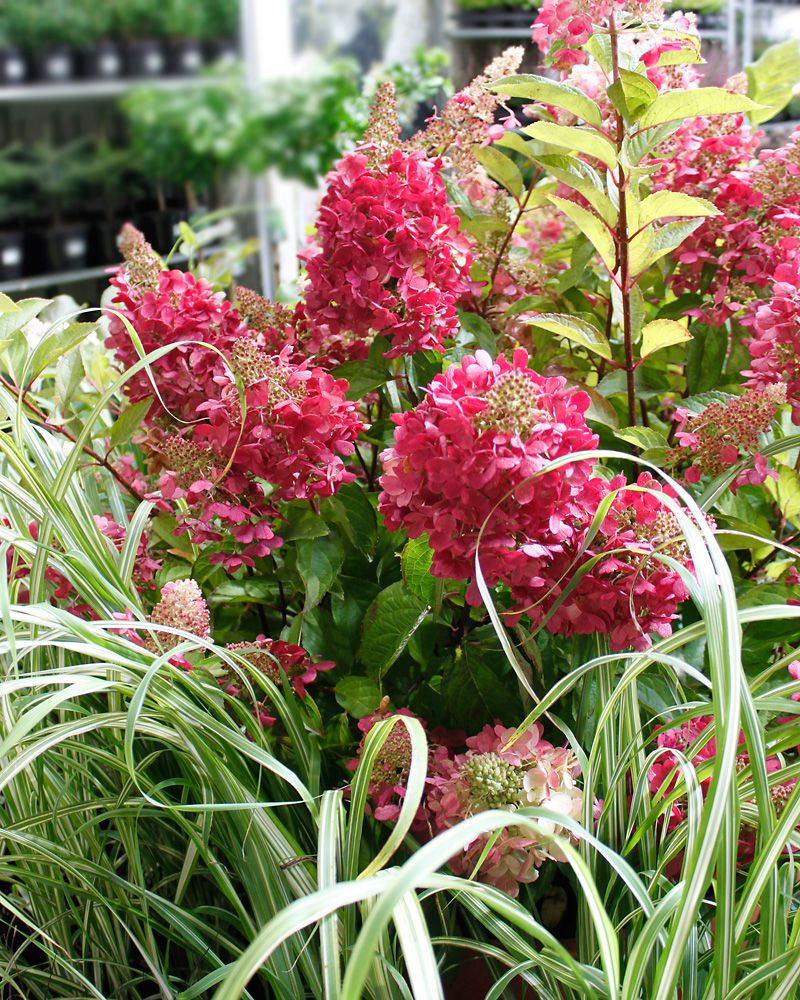 Japaninhortensia Diamant Rouge