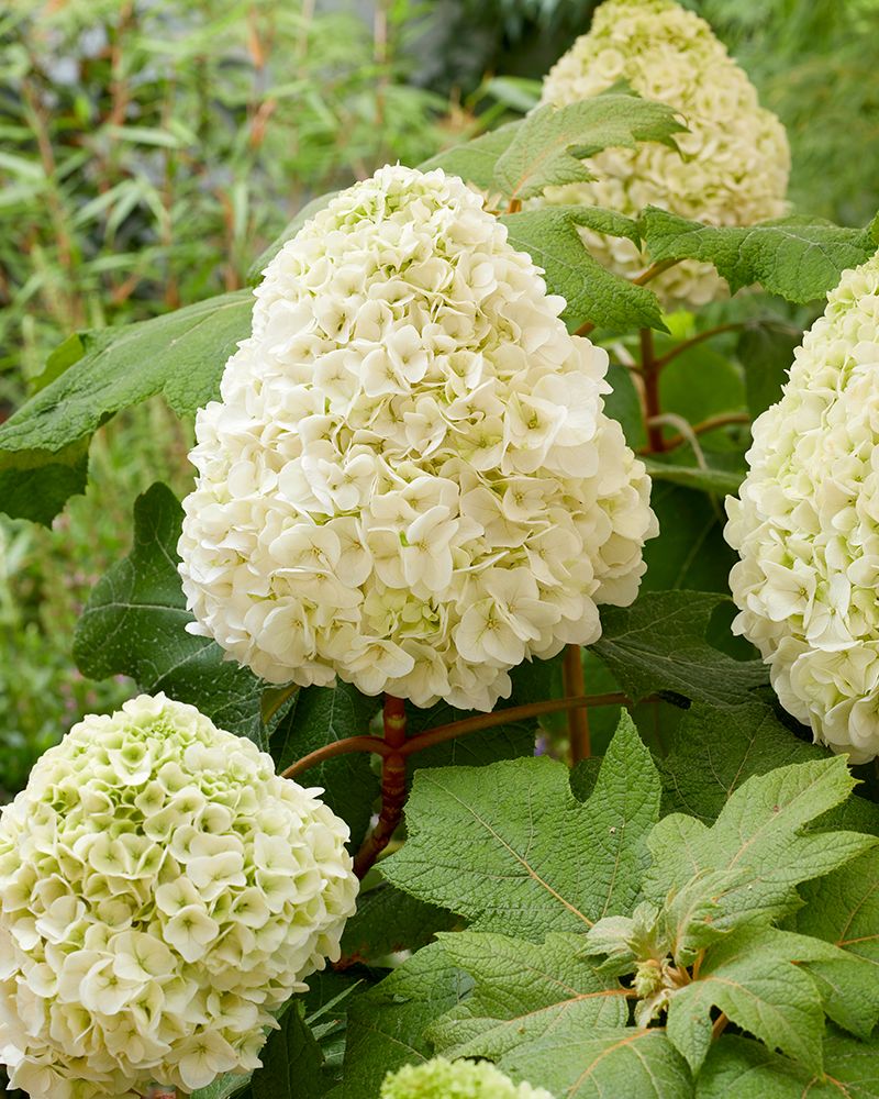Tammihortensia Tara