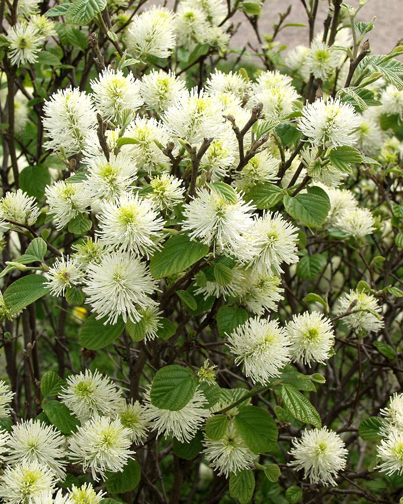 Höyhenpensas