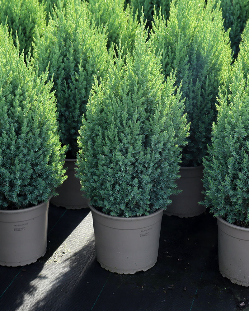 Kiinankataja Stricta