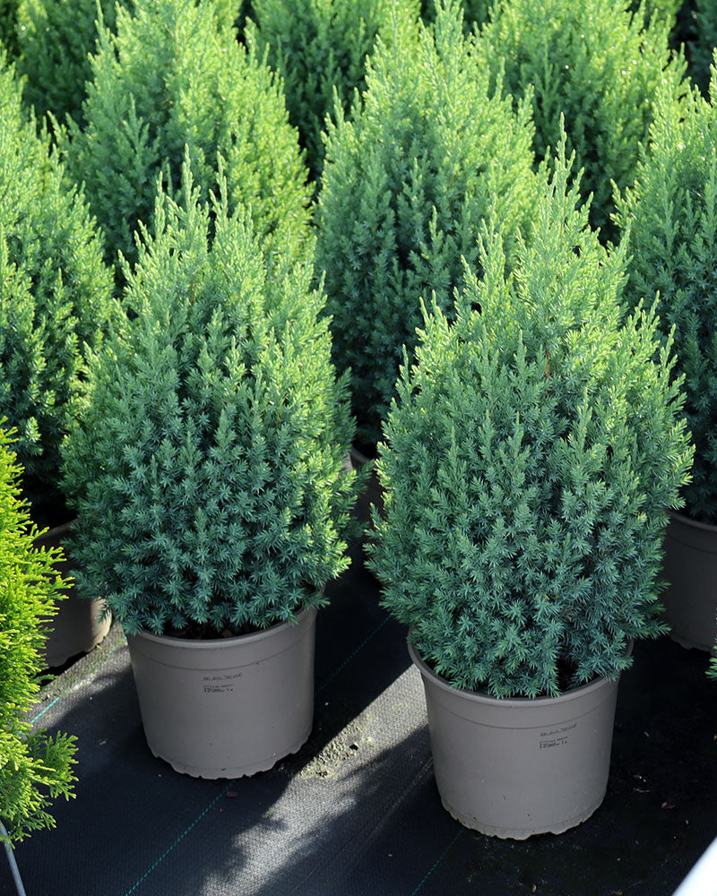 Kiinankataja Stricta