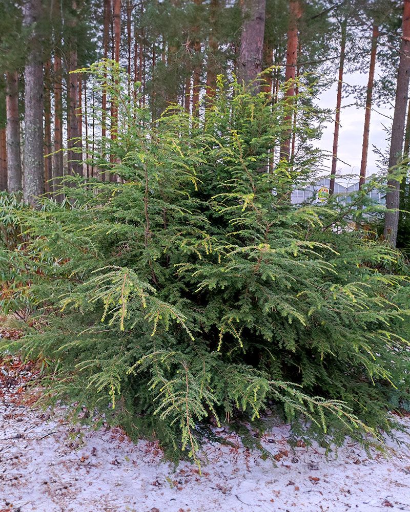 Kanadanhemlokki