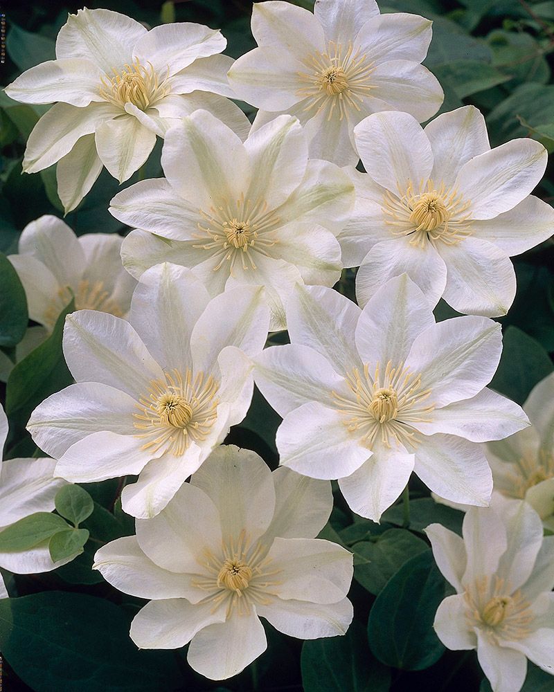 Loistokärhö Guernsey Cream