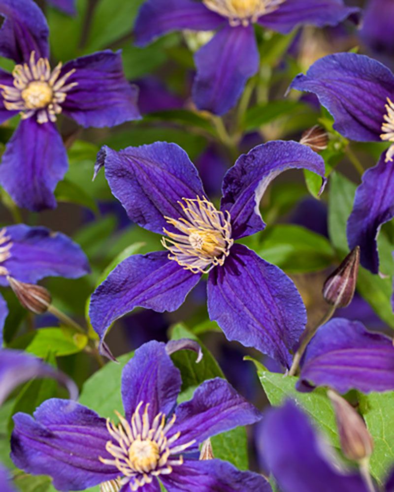 Loistokärhö So Many Blue Flowers