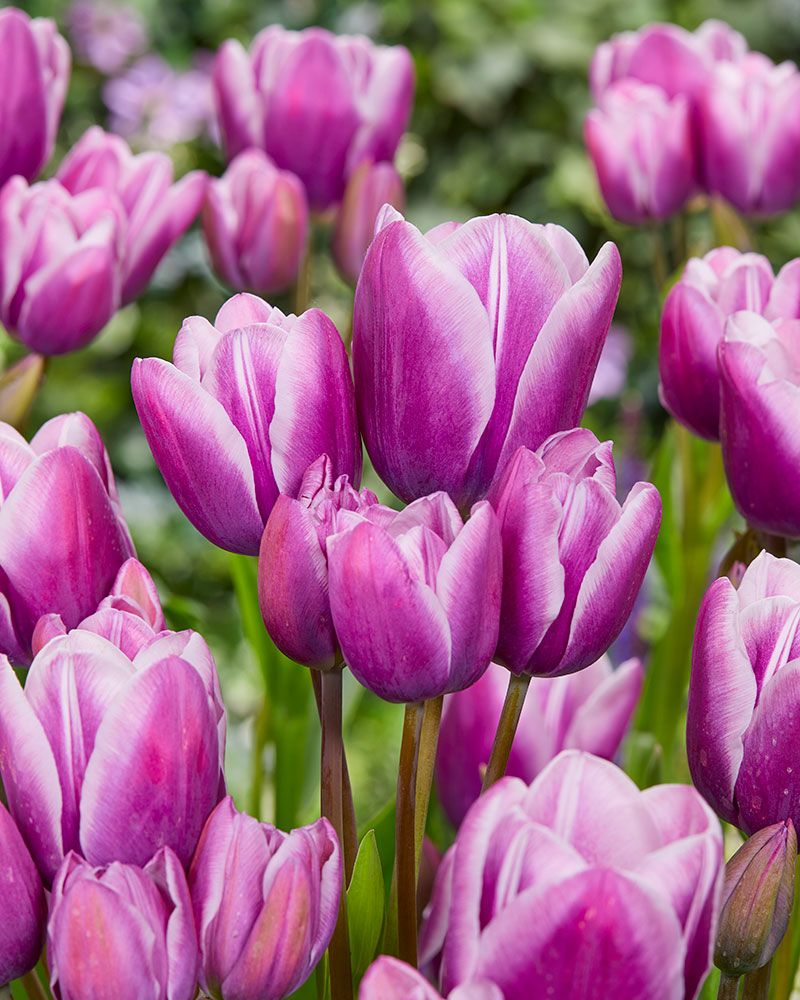 Sarjatulppaani Purple Elegance 10 kpl