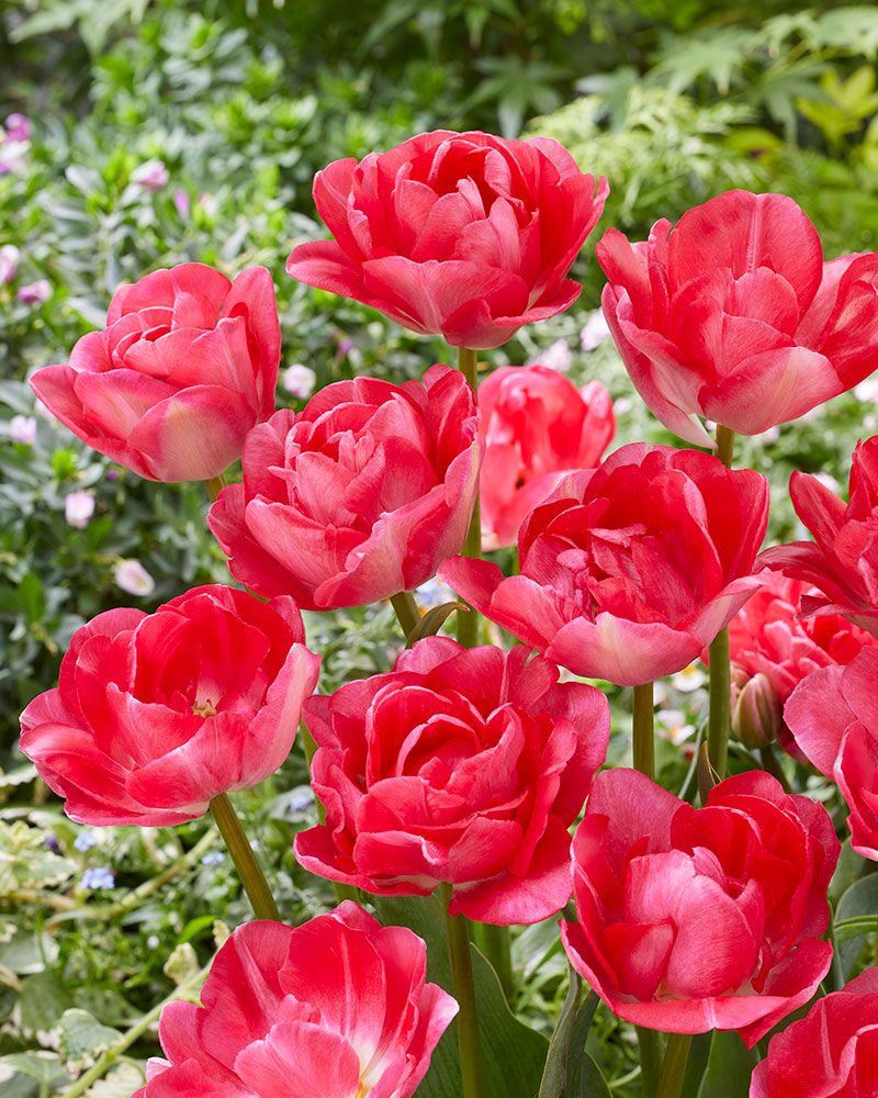 Kerrattu tulppaani Princess Angelique 10 kpl