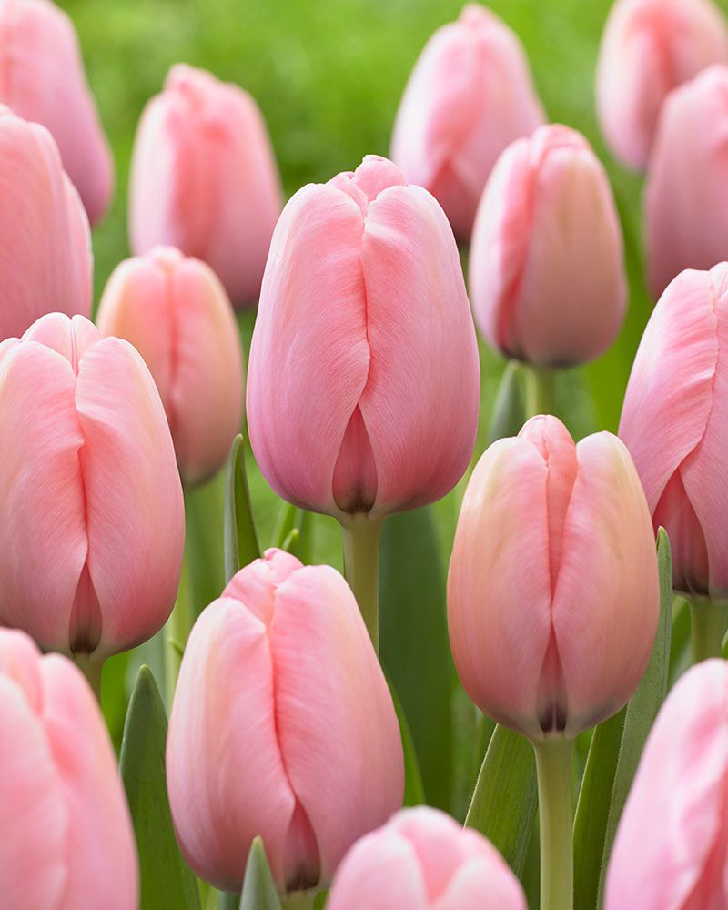 Darwintulppaani Salmon Impression 10 kpl