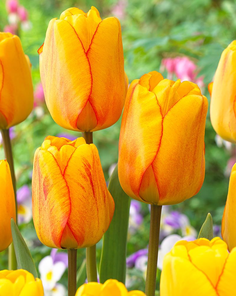 Darwintulppaani Blushing Apeldoorn 20 kpl
