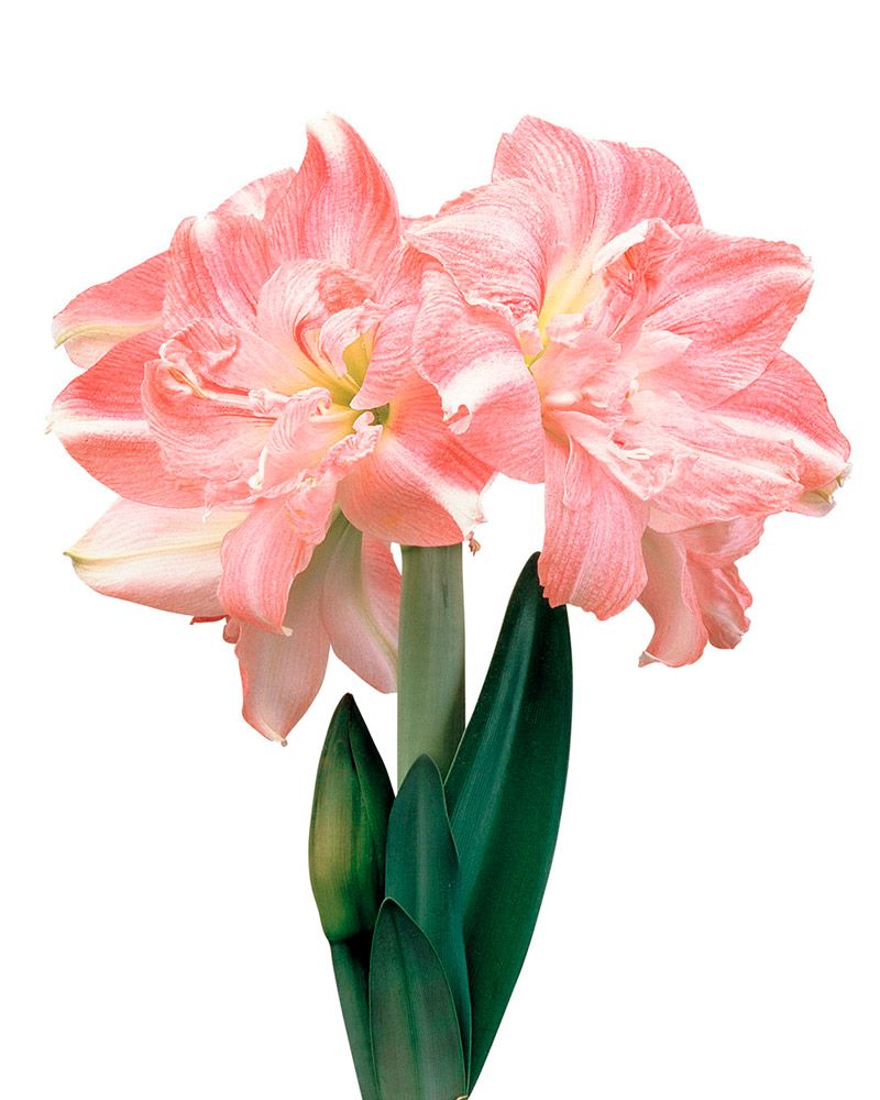 Kerrattu amaryllis Rozetta