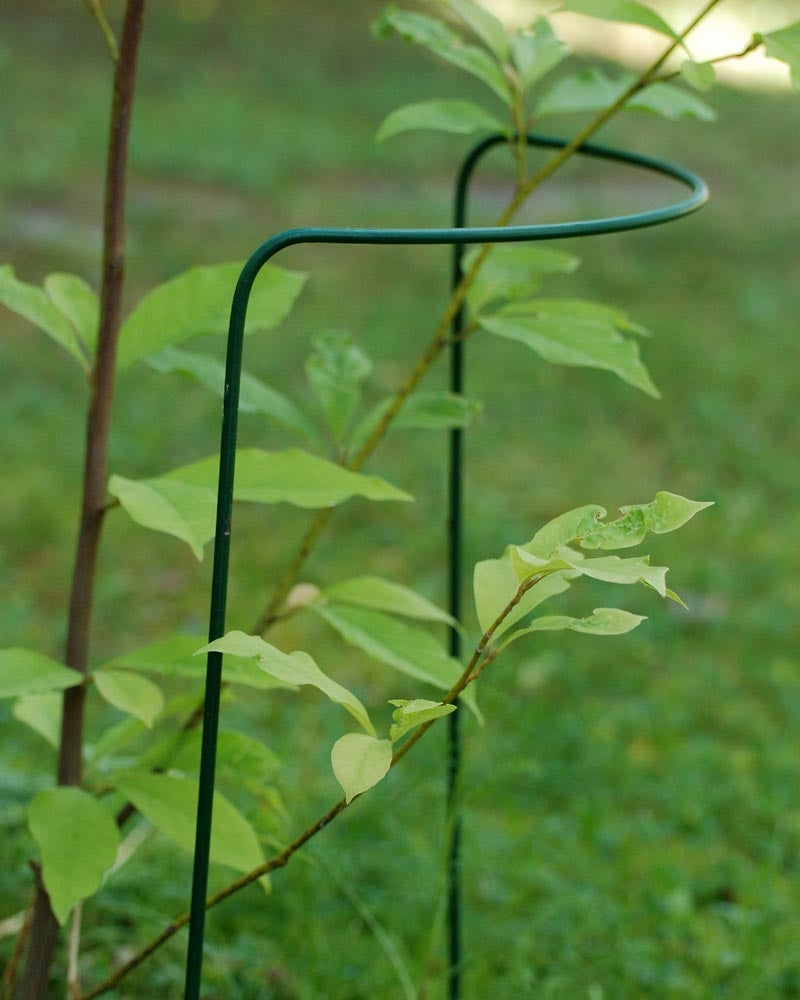 Perennatuki 70 cm 3 kpl