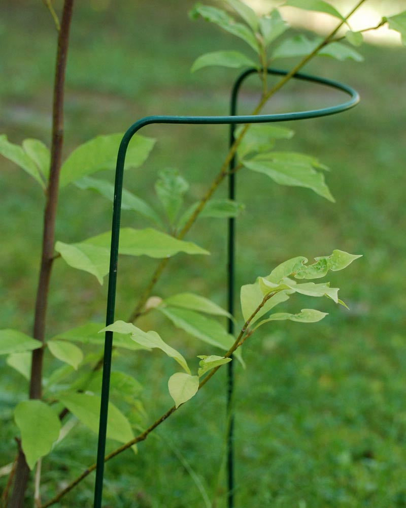 Perennatuki 35 cm 3 kpl